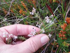 Erica perlata