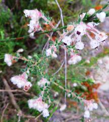 Erica perlata