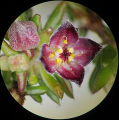 Lachnaea pudens
