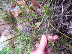 Lachnaea pudens