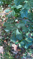 Quercus nigra