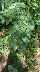 Albizia julibrissin