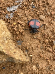 Chalcas trabeata