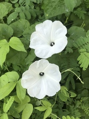 Ipomoea scopulorum