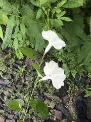 Ipomoea scopulorum