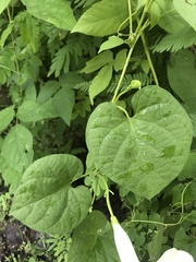 Ipomoea scopulorum