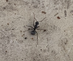 Camponotus