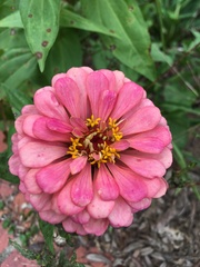 Zinnia