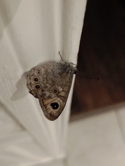 Lasiommata