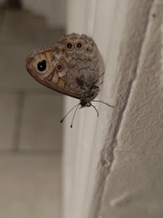 Lasiommata
