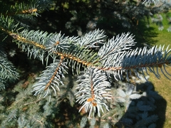 Picea pungens