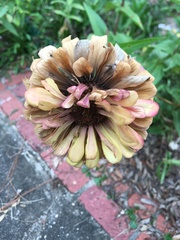 Zinnia