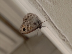 Lasiommata