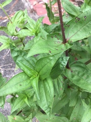 Zinnia