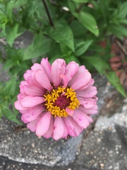 Zinnia