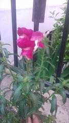 Antirrhinum majus