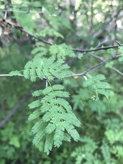 Vachellia campechiana