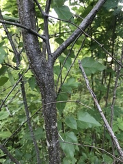 Vachellia campechiana