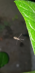Rhipidia maculata