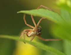 Rhysodromus