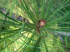 Pinus ponderosa