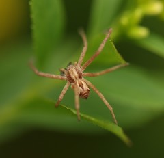 Rhysodromus