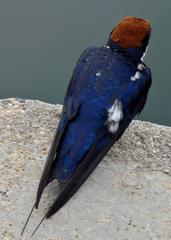 Hirundo smithii smithii