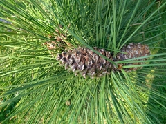 Pinus ponderosa
