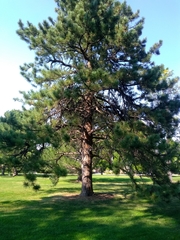 Pinus ponderosa