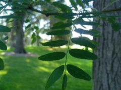 Gleditsia triacanthos