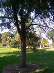 Gleditsia triacanthos