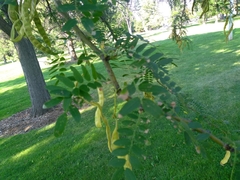Gleditsia triacanthos