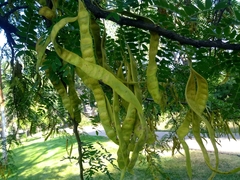 Gleditsia triacanthos