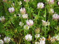 Trifolium glanduliferum