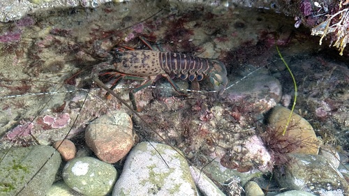 Panulirus interruptus