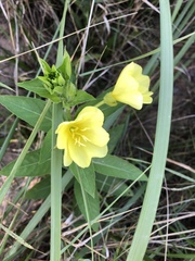 Oenothera pilosella