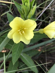 Oenothera pilosella