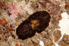 Pseudoceros maximus