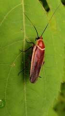 Pseudomops septentrionalis