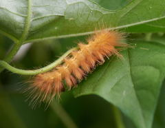 Pygarctia