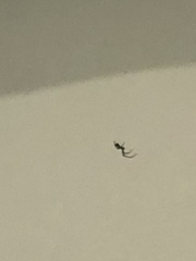 Leucauge