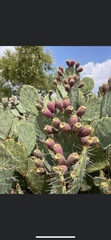 Opuntia azurea