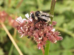 Bombus vancouverensis