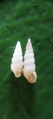 Cacozeliana