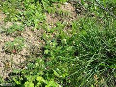 Heliophila diffusa diffusa