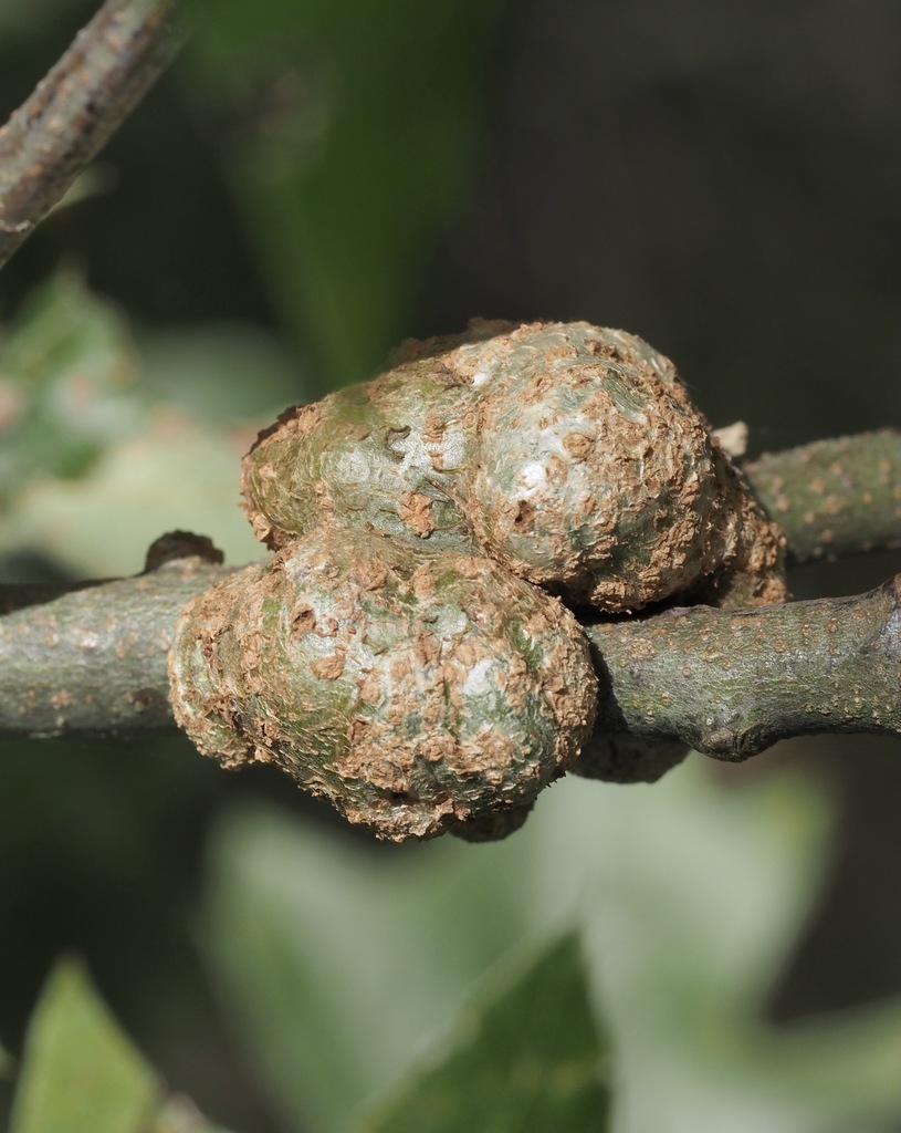 Gouty Oak Gall Wasp from Dorchester County, MD, USA on September 04 ...