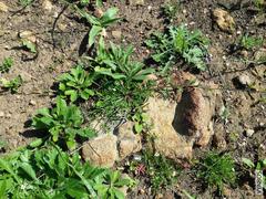 Heliophila diffusa diffusa