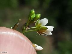 Heliophila diffusa diffusa
