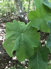 Jatropha peltata