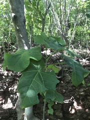 Jatropha peltata